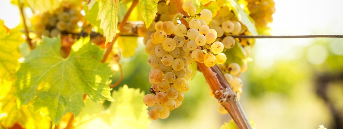 Bunch of yellow grapes on the vine