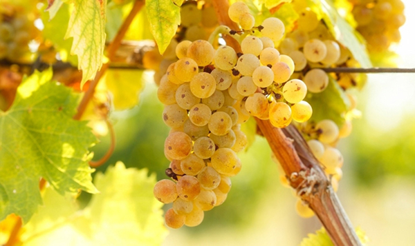 Bunch of yellow grapes on the vine