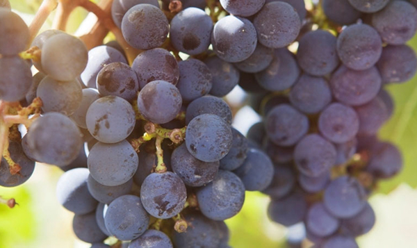 Bunch of red grapes on the vine