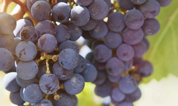 Red grapes